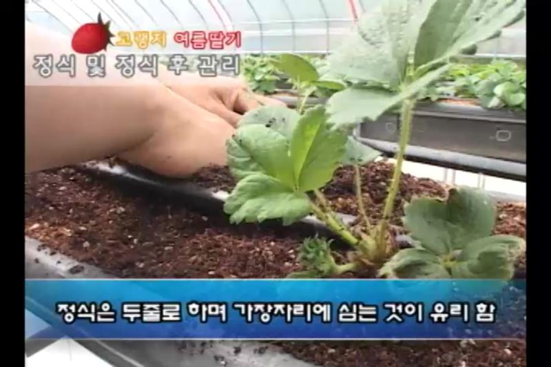 정식 및 정식 후 관리
