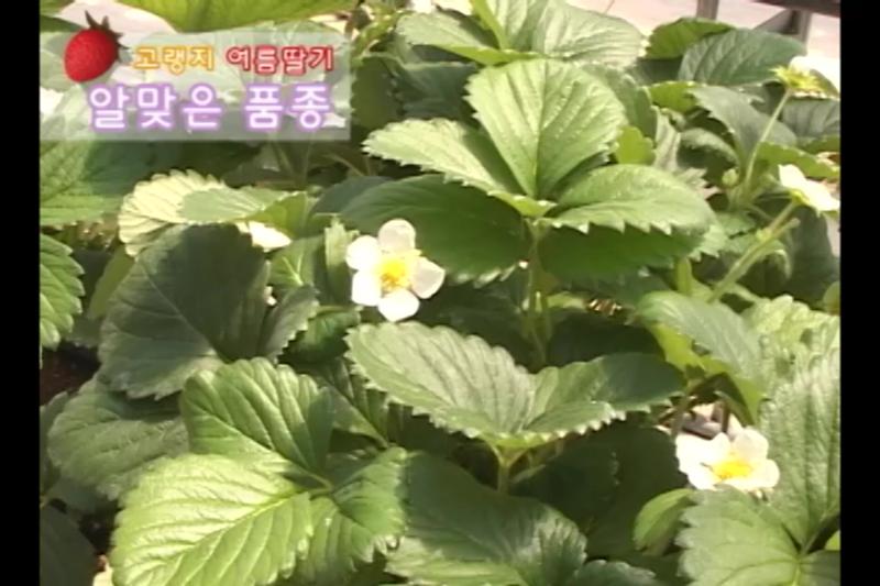 알맞은 품종_육모기술_묘 생산 및 저장