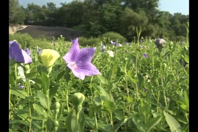 병해충방제_점무늬병과 줄기마름병_진딧물과 담배나방