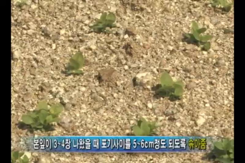 본밭관리_솎음작업_김매기_거름주기