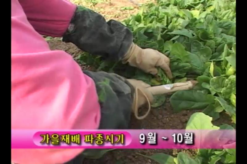 가을 재배
