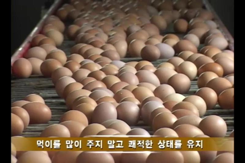 계사의 최상방법_계사 온도