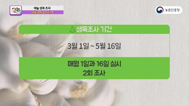 마늘 생육조사 시기