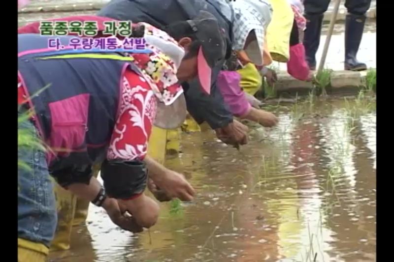 우량계통 선발