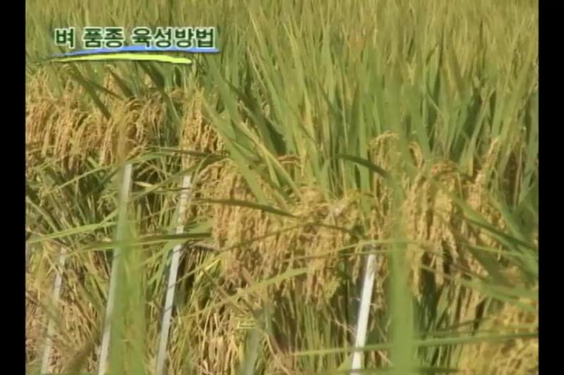 벼 품종 육성방법