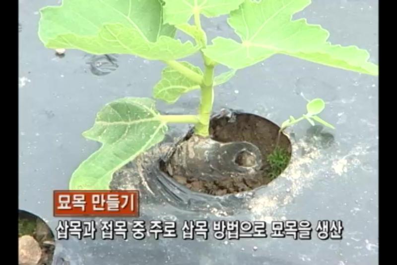 삽목_삽목과정 썸네일 이미지