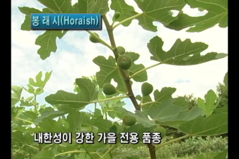 봉래시_브라운터키_부른스윅 썸네일 이미지