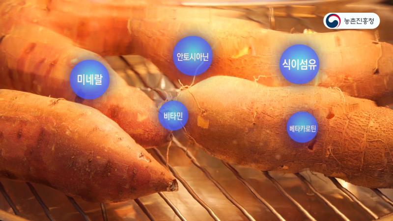 고구마의 기능성 소개