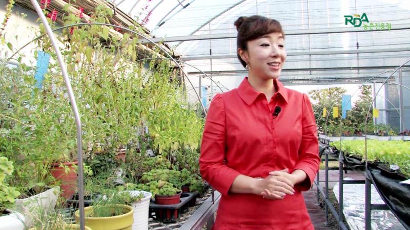 재활용 페트병 정원 만들기_식물의 종류