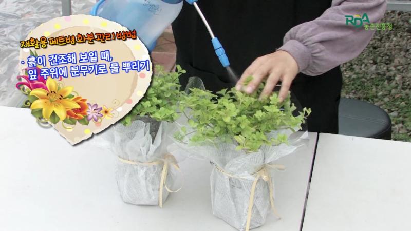 페트병 심지 화분 관리 방법