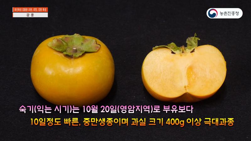 감풍