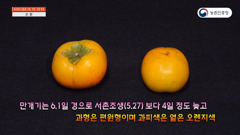 조완