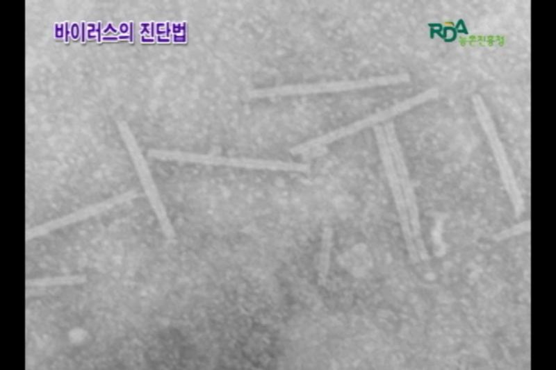 바이러스의 진단법 썸네일 이미지