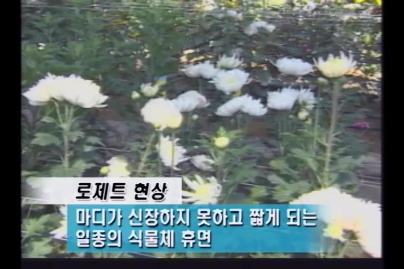 로제트 현상_인터뷰