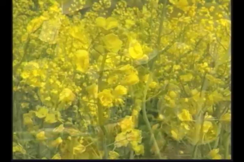 유채 개화_유채 품종