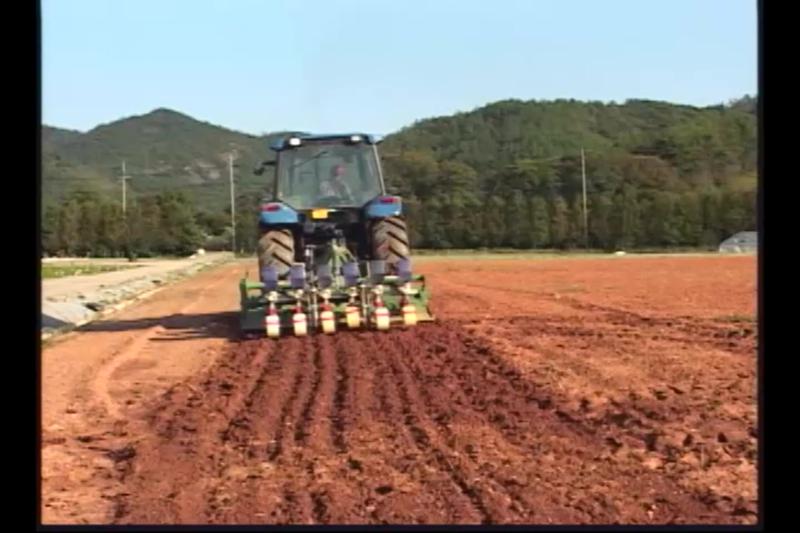 유채파종_유채 생육