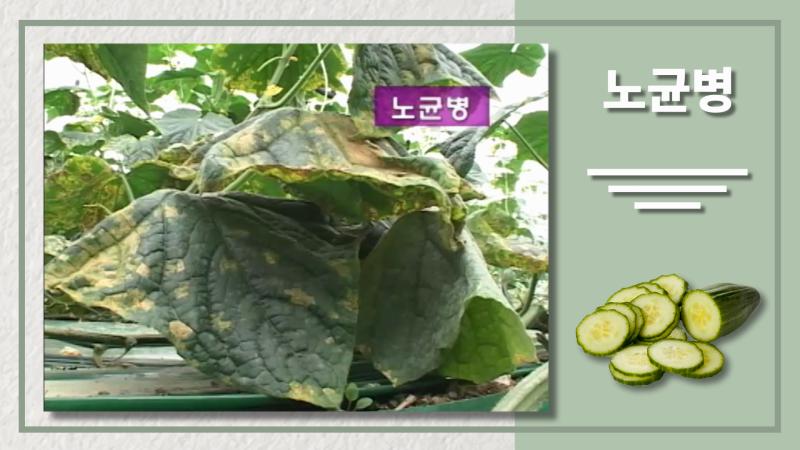 노균병 썸네일 이미지