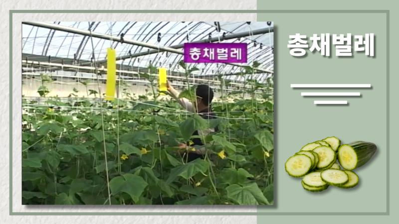 총채벌레 썸네일 이미지