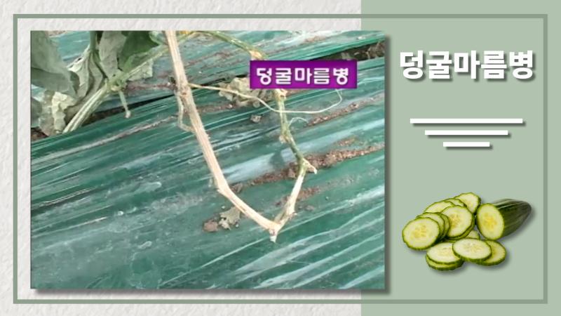 덩굴마름병 썸네일 이미지
