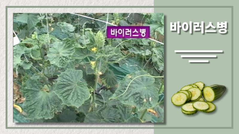 바이러스병 썸네일 이미지