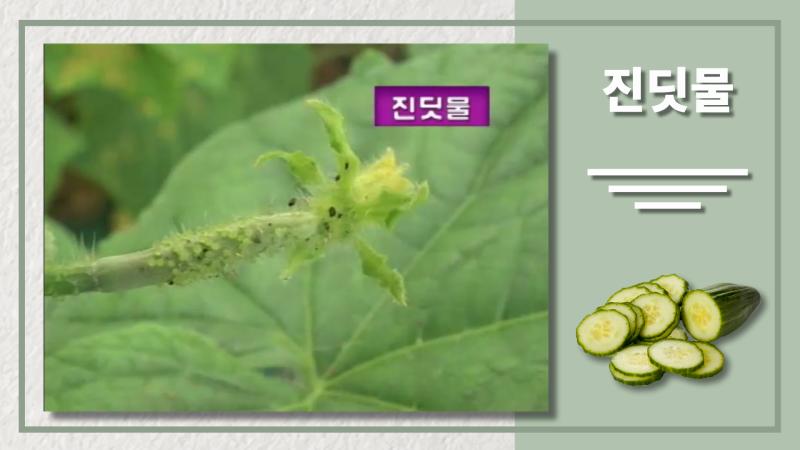 진딧물 썸네일 이미지