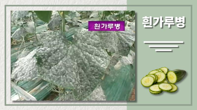 흰가루병 썸네일 이미지