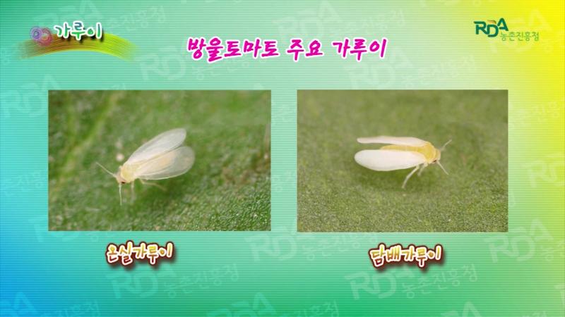 가루이류