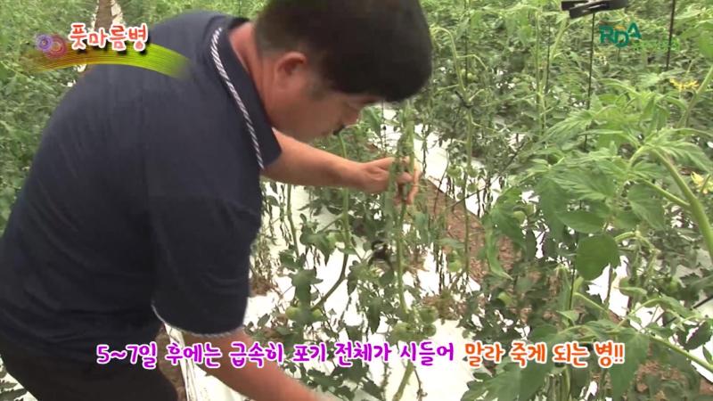 풋마름병
