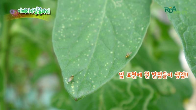 아메리카잎굴파리