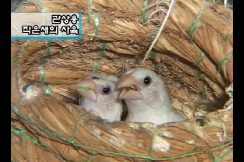 관상용 작은 새 사육_금화조의 특징