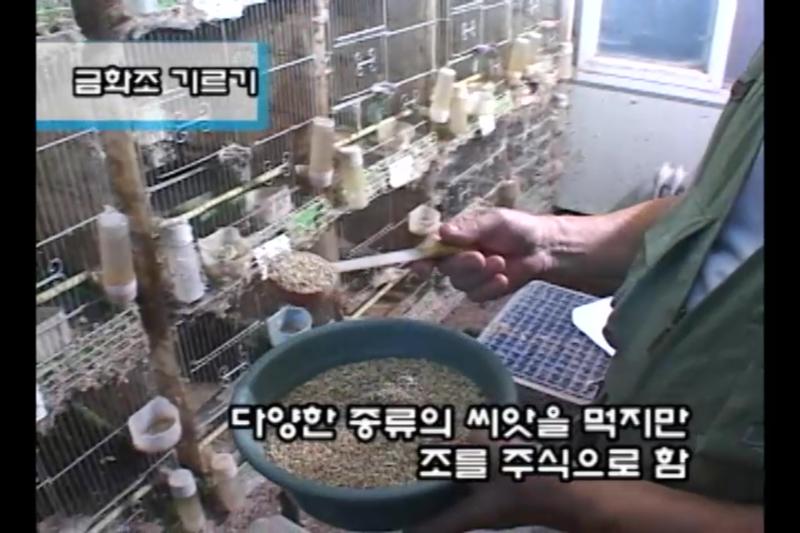 사료_사육환경_금화조의 번식_번식환경