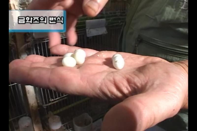 부화기간_육추기관