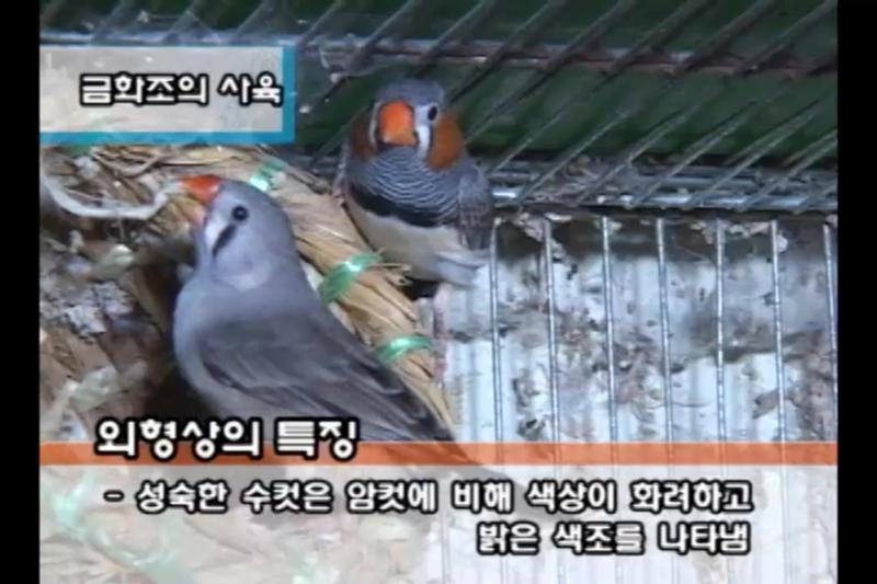 외형상의 특징_성장 특성_금화조 기르기_둥우리