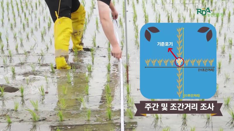 제곱미터당 포기수 조사 및 벼 키 조사
