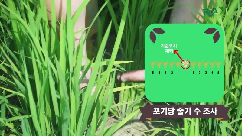 포기당 줄기수 조사_인터뷰_조사요령