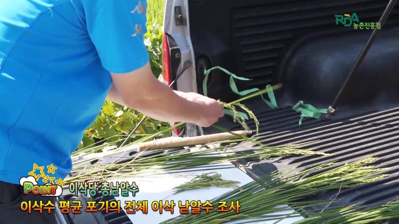 이삭당 총 낟알수 조사_완전 낟알수 조사_제곱미터당 낟알수 조사