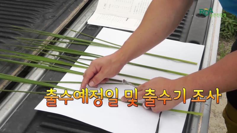 출수예정일 및 출수기 조사
