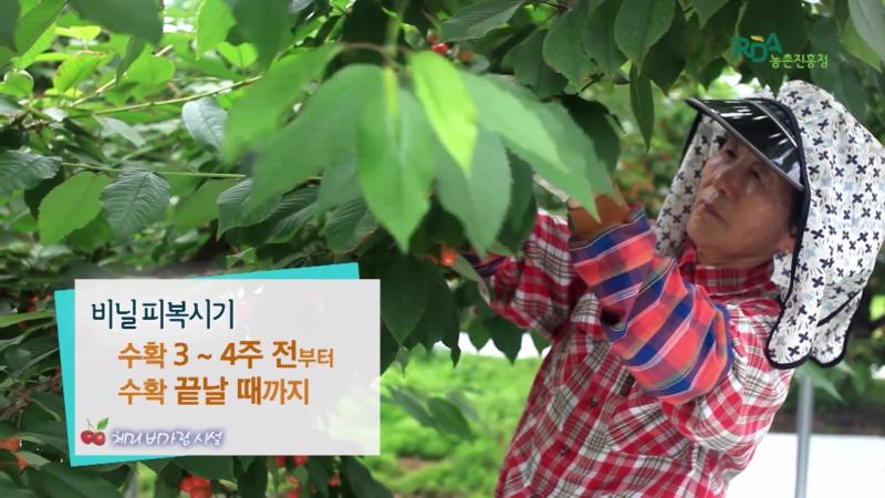 비닐피복기간_인터뷰_유의점_착색관리