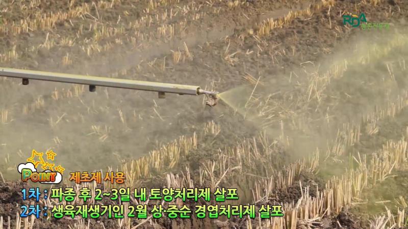 잡초 방제_우리밀 생육 관리