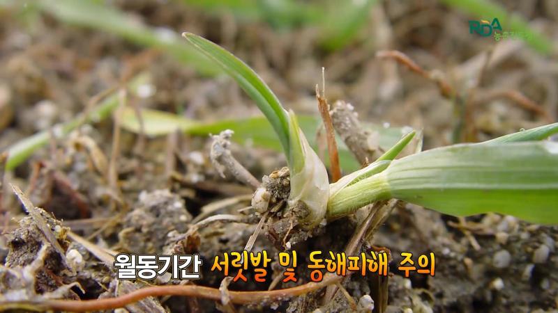 우리밀 월동 관리_수확 전 수발아_우리밀 병충해 방제