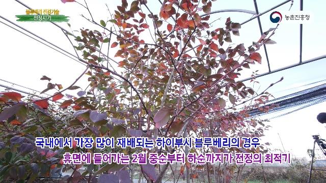 전정시기