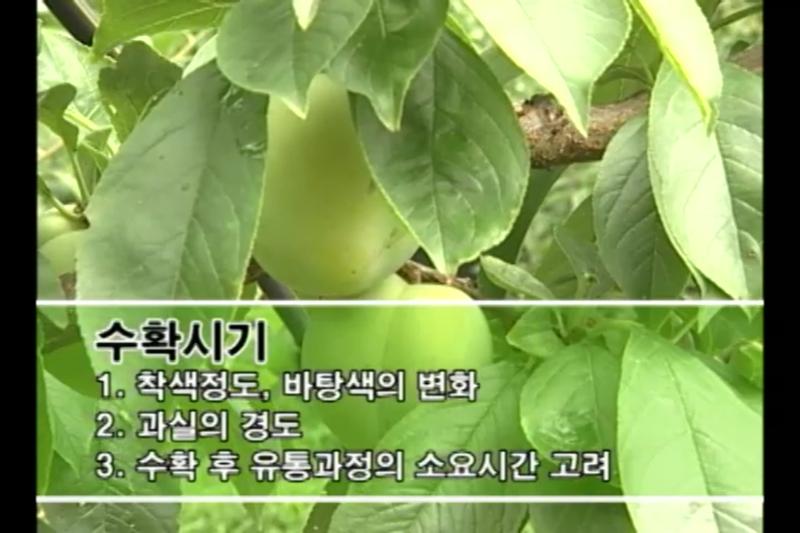 수확_선과,출하