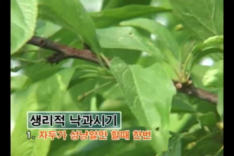 주요관리_낙과방지_적과