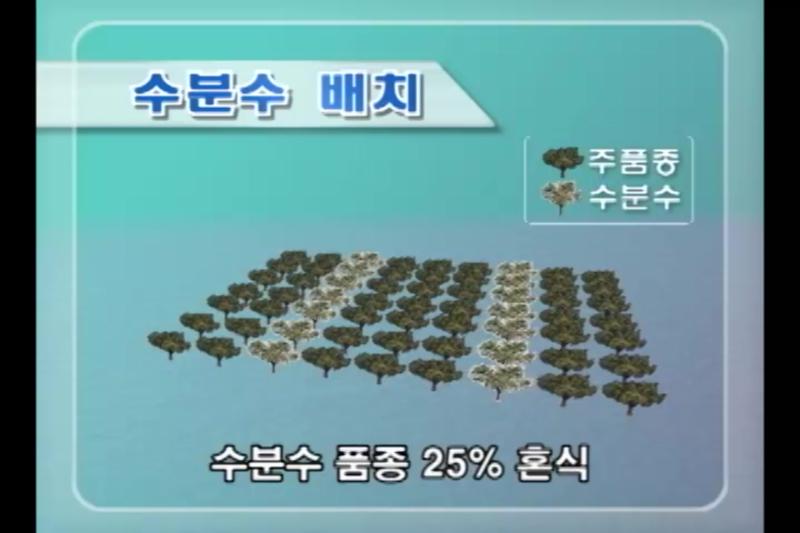 재배기술_수분수의 식재_자가불화합성_토양관리_심경(깊이갈이)_시비(걸음주기)