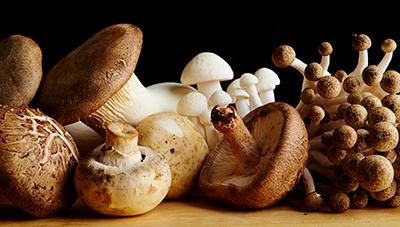 빅데이터로 보는 식용버섯의 세계