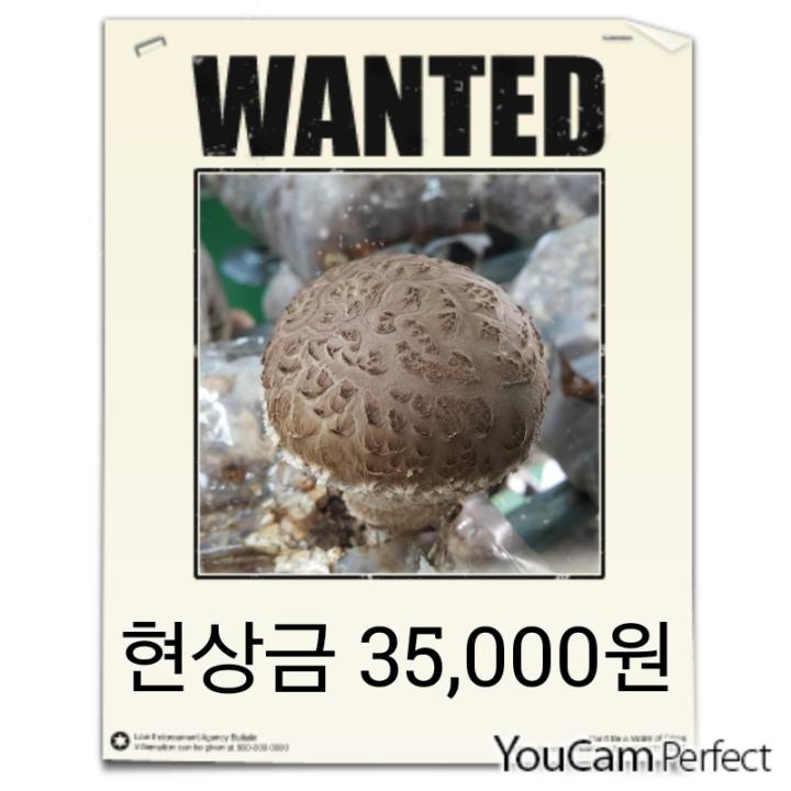 농업기술 더하기 나누기 [농업기술 더하기 나누기]버섯 시설재배의 실체를 알려드리죠~~  ^^