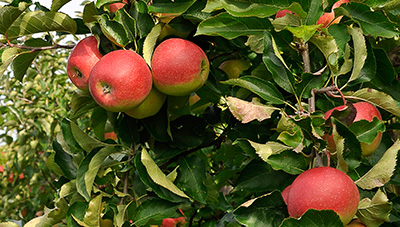사과 안정생산 시작은 꽃눈 분화율 확인부터 이미지