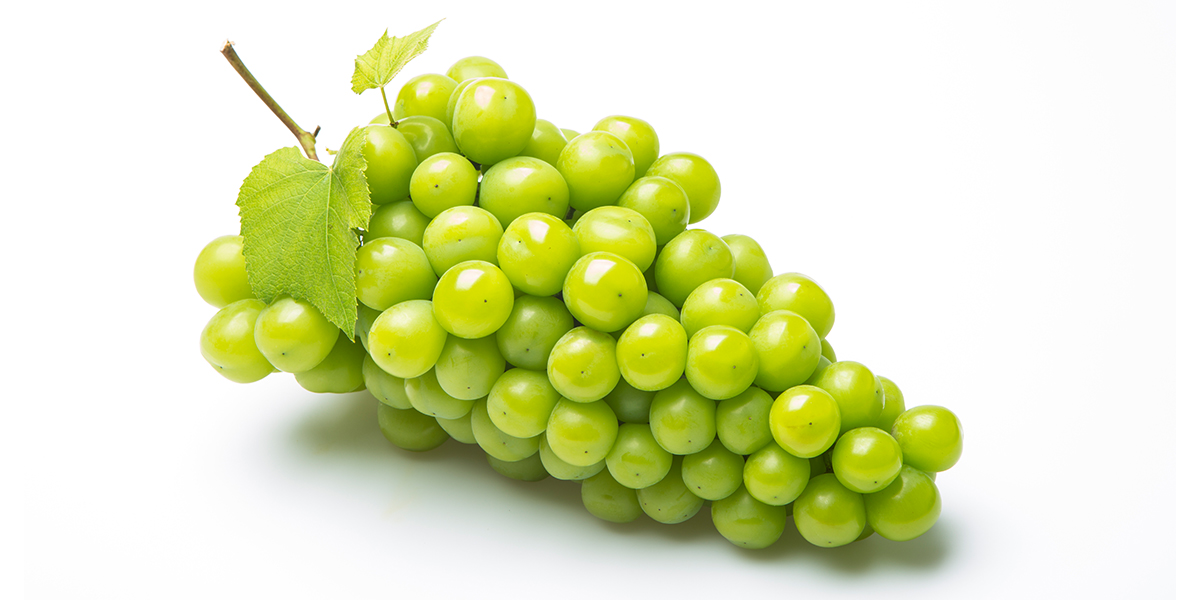 청포도 샤인머스켓 생산량과 상품성 향상 요령 | 농사로