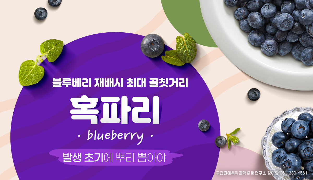 블루베리 재배시 최대 골칫거리 혹파리 발생 초기에 뿌리 뽑아야 - 코리아일보 블루베리 재배시 최대 골칫거리 혹파리 발생 초기에 뿌리 뽑아야 - 코리아일보