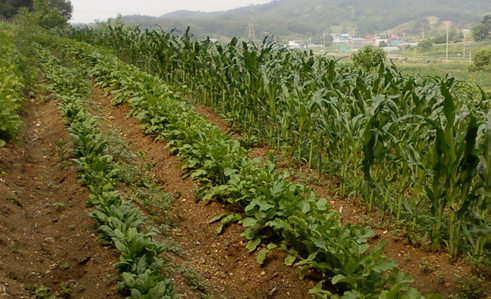 소량 다품종 농사